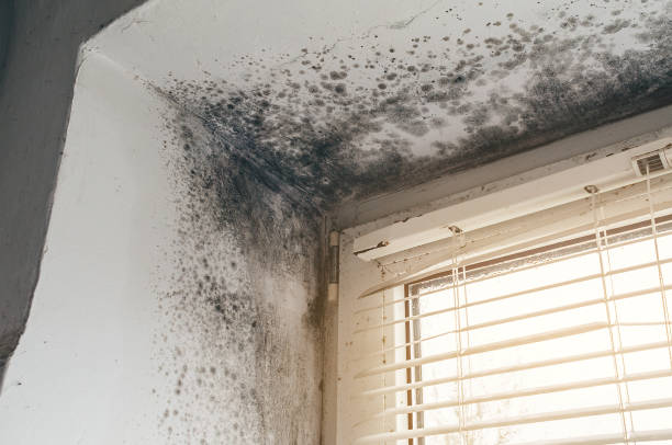 Affordable Mold Removal solutions in Washington Crossing, PA